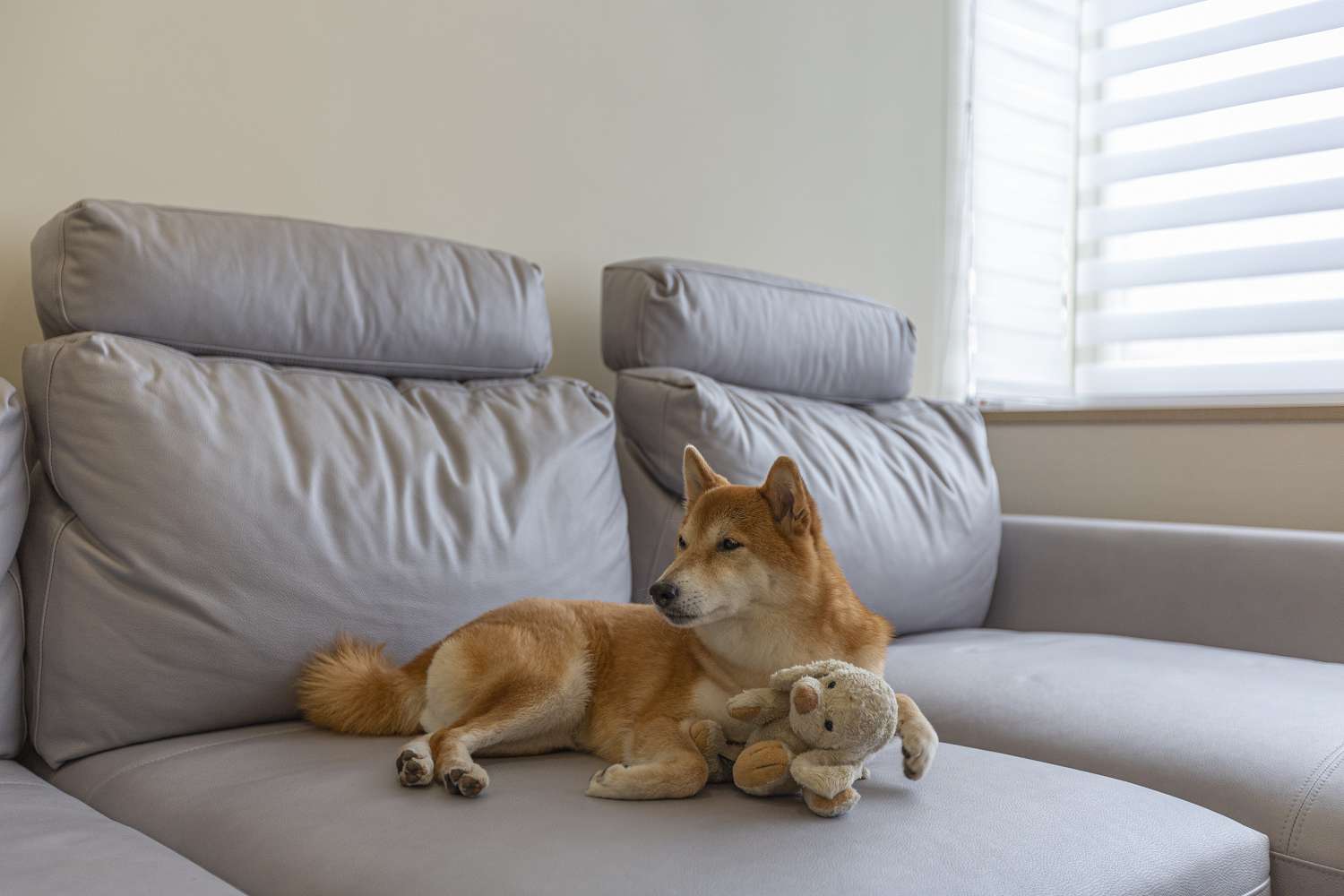 貓抓布沙發／防抓沙發