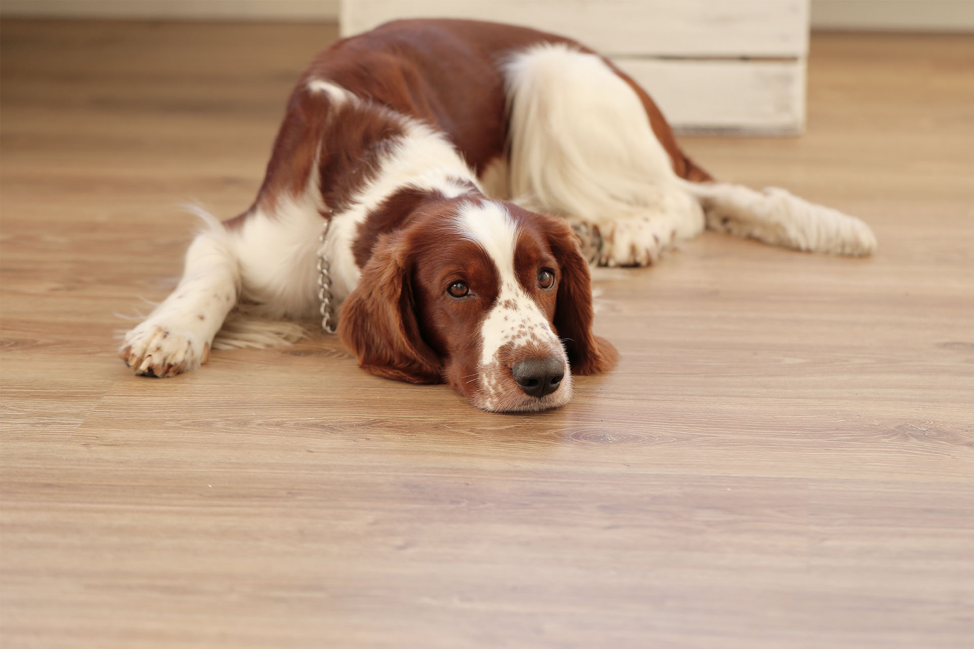 寵物友善宅　狗狗躺在木地板上